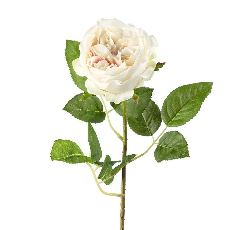 Роза кремово-розовая декоративная